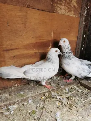 pigeons