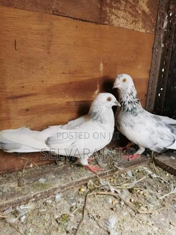 pigeons