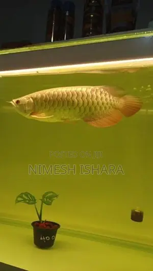 golden arowana