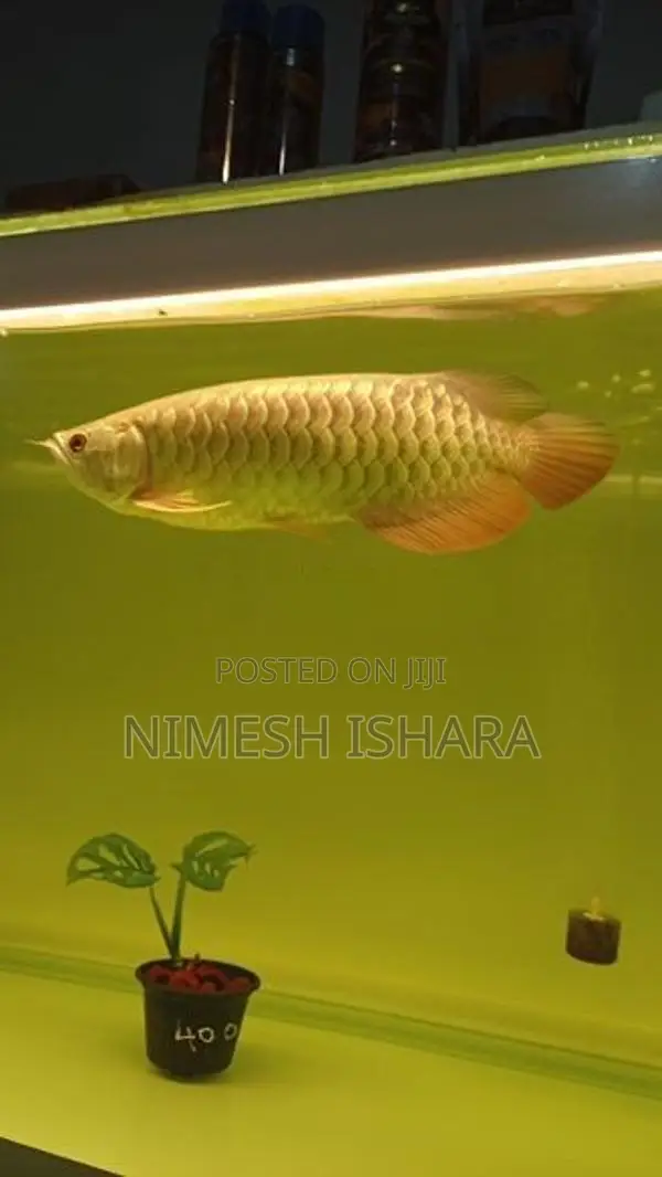 golden arowana