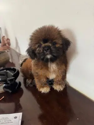 Shih Tzu Puppies