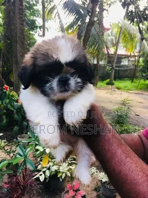 Shih Tzu Puppies