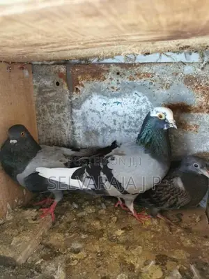 pigeons