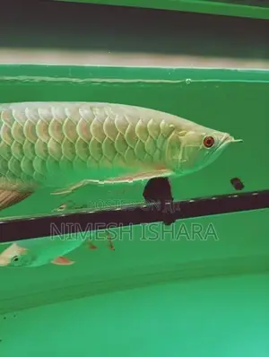 golden arowana