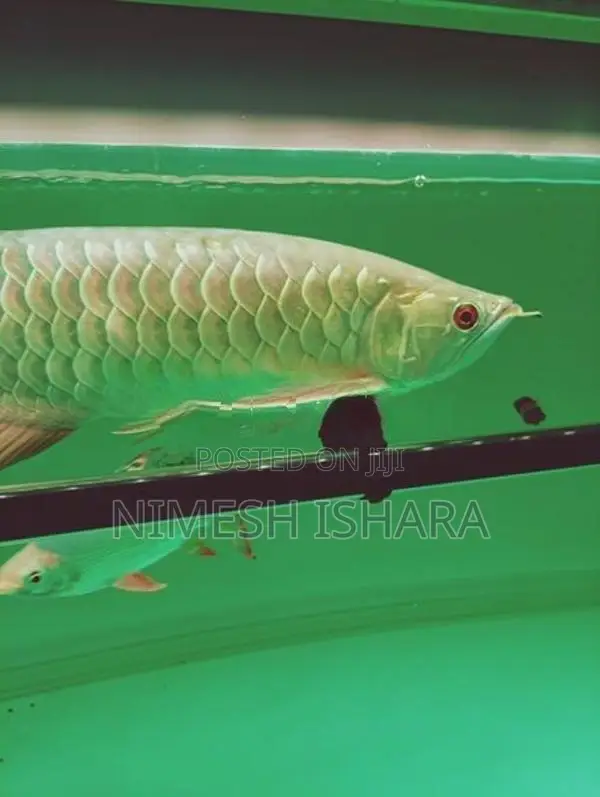 golden arowana