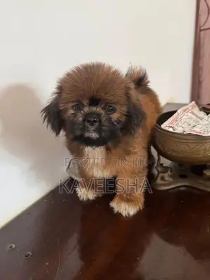 Shih Tzu Puppies