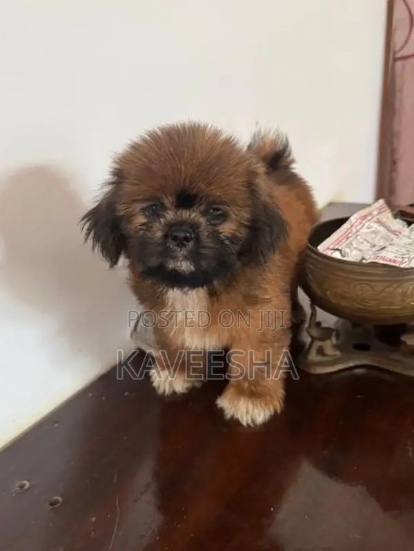 Shih Tzu Puppies