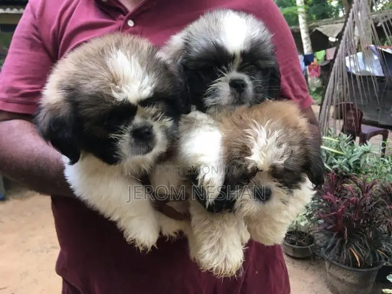 Shih Tzu Puppies
