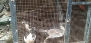 Ducks