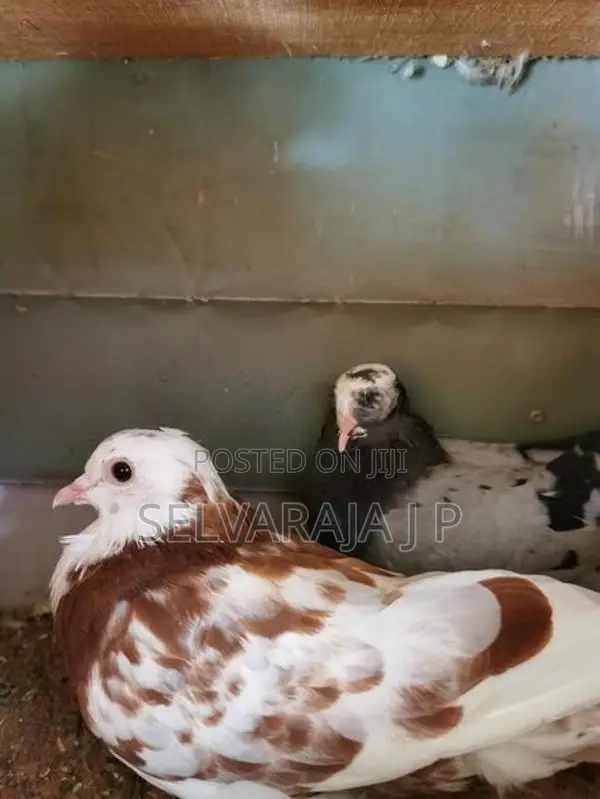 pigeons