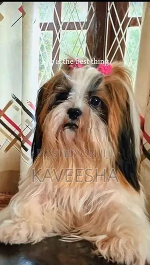 Shih Tzu Puppies