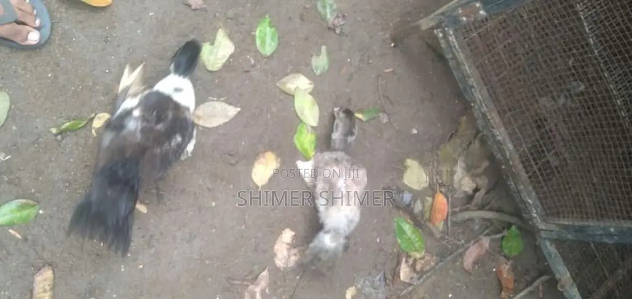 Ducks