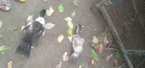 Ducks