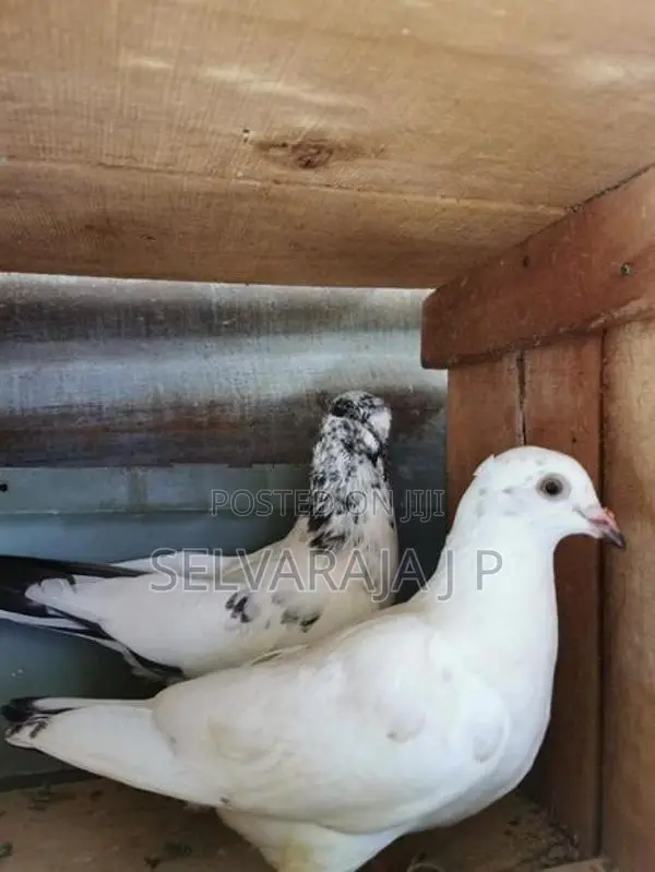 pigeons