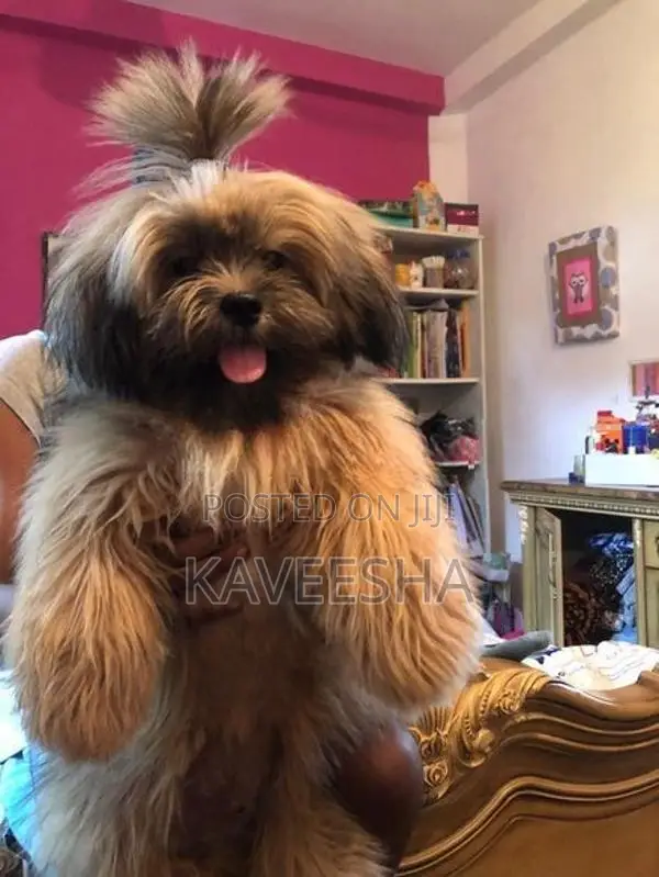 Shih Tzu Puppies