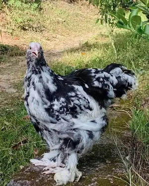 Brahma chiks