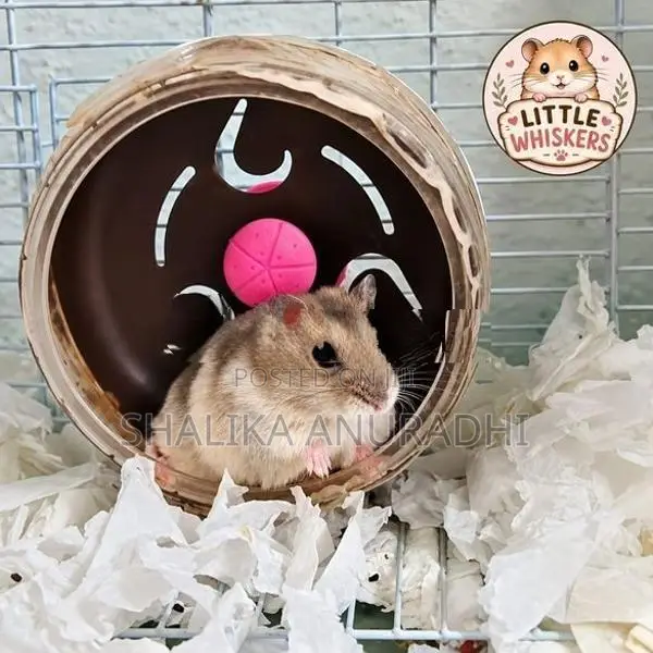 Dwarf Hamster