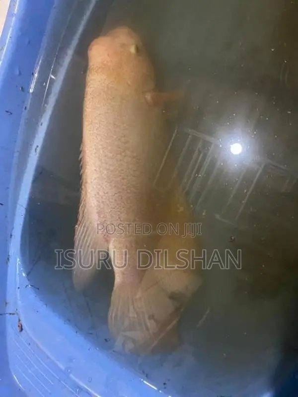 Giant Gurami