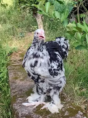 Brahma chiks