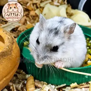 Dwarf Hamster