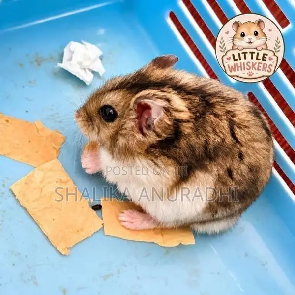 Dwarf Hamster