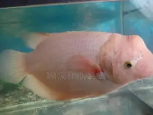 Giant Gurami