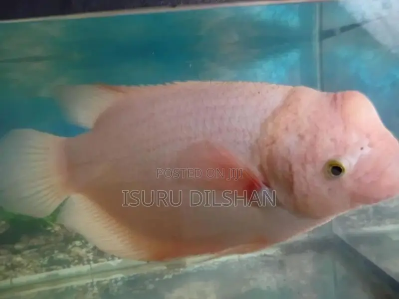 Giant Gurami