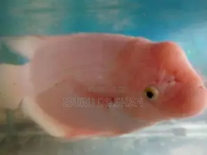 Giant Gurami