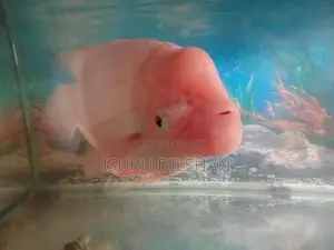 Giant Gurami