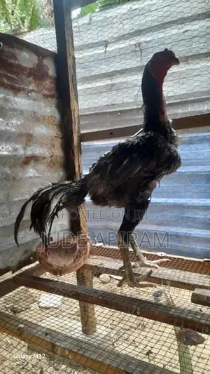 Rooster