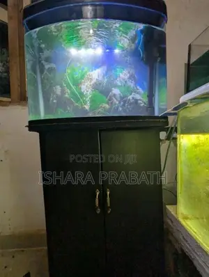 Fish Tank