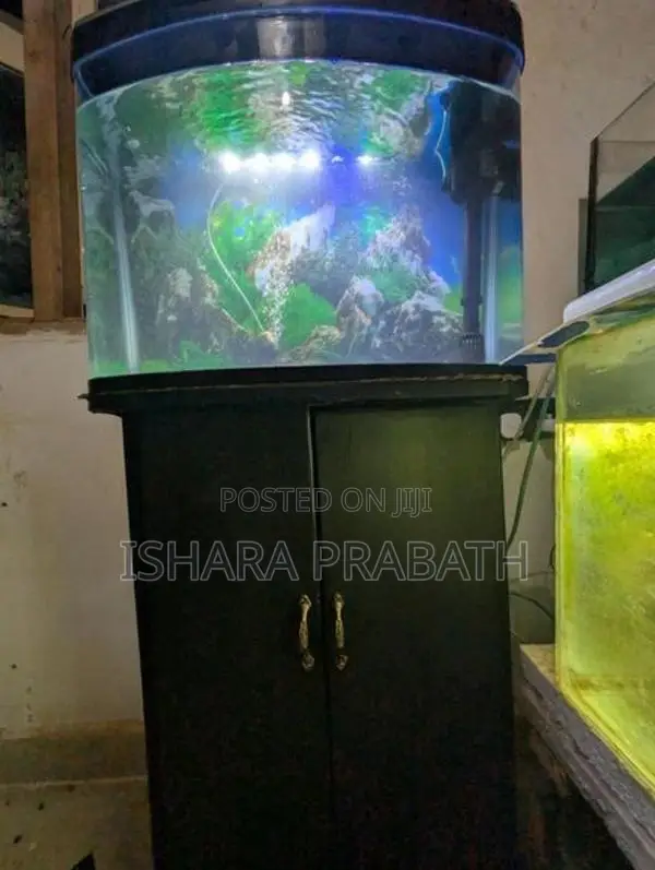 Fish Tank