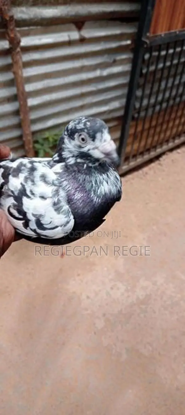 Pigeon