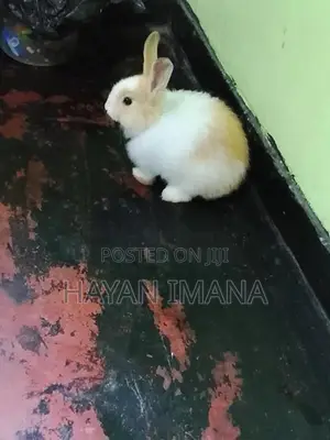 Rabbit