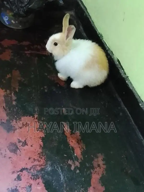 Rabbit