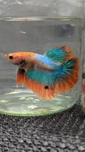 Betta fish