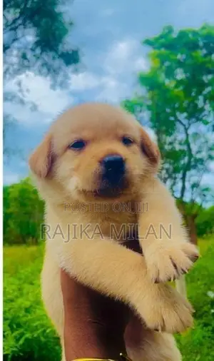 Labrador