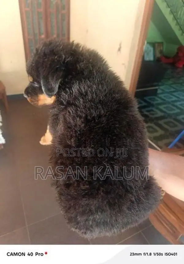 Rottweiler Puppy