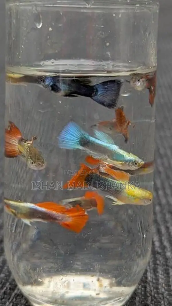 guppy fish