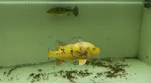 Peacock Bass