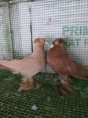 Pigeons
