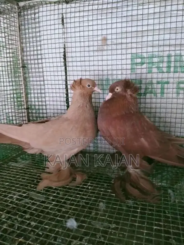 Pigeons