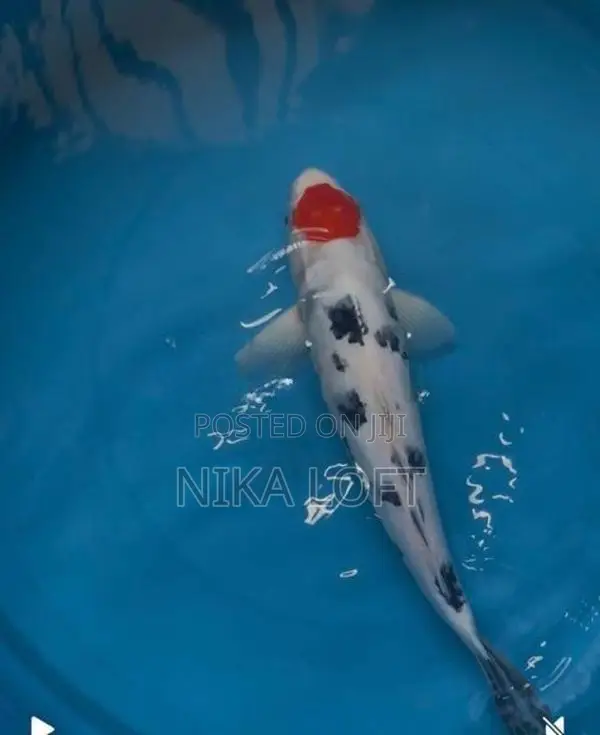 Koi Carp Fish