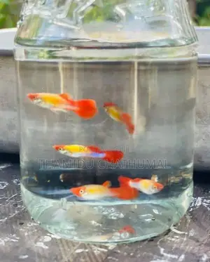 Guppy