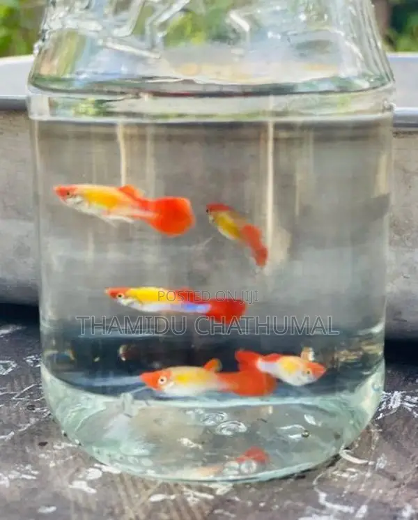 Guppy