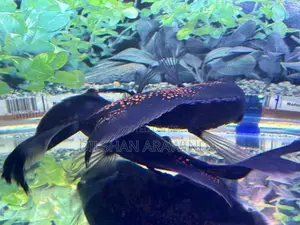 Tiger Oscar 6inch