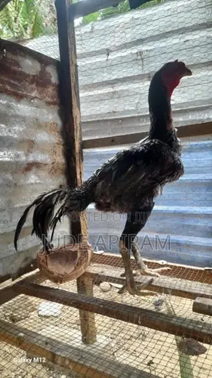 Rooster