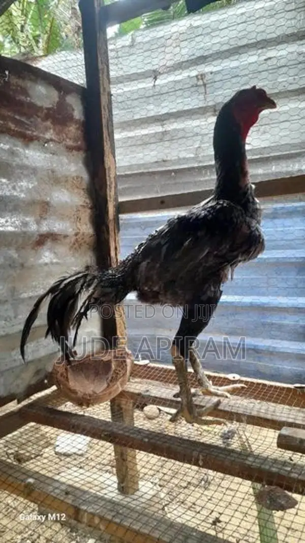 Rooster
