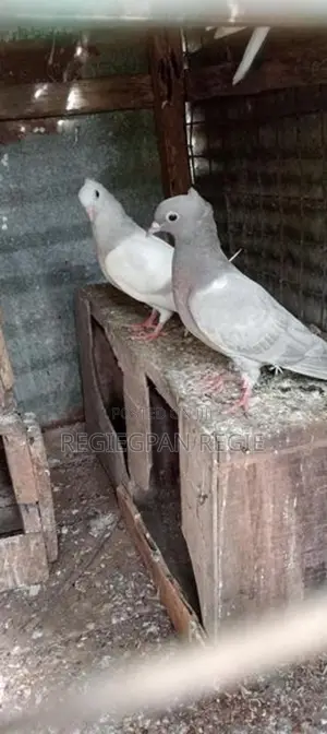 Pigeon