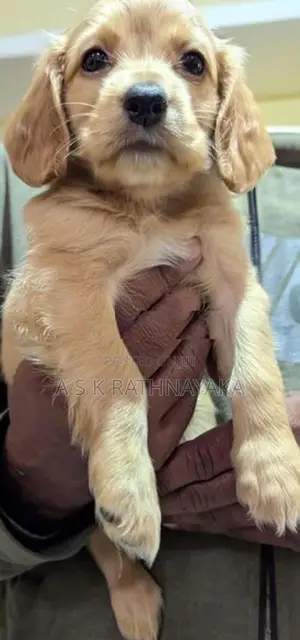 Cocker Spaniel Puppies